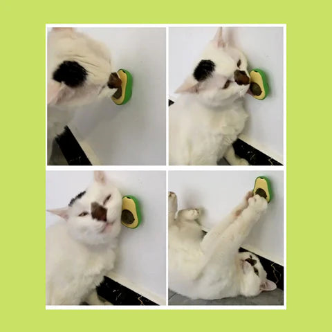 Kit x2 Catnip Hierba Gatos